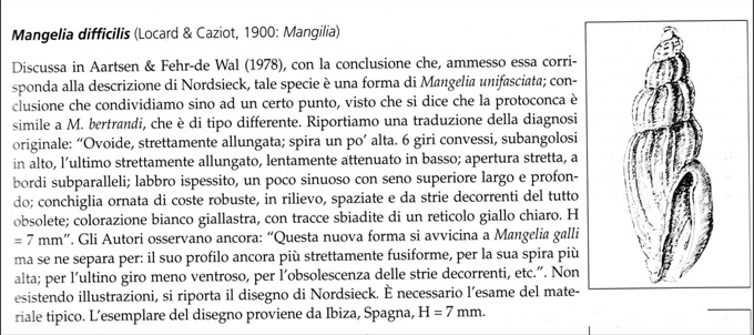 Conidae  nel Mediterraneo : Genere Mangelia
